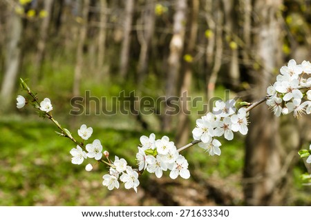 Blooming branch of fruit tree, growing wild plum tree in the forest, floral backgrounds