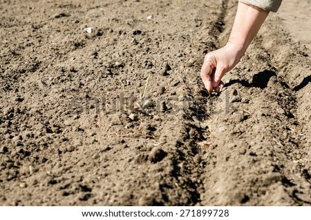Woman working in the garden, sowing seeds into the soil on the plot