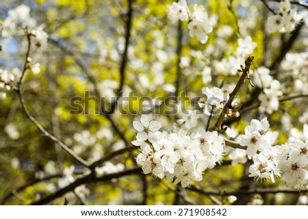 Blooming branch of  fruit tree flowers growing wild in the forest, seasonal floral nature background