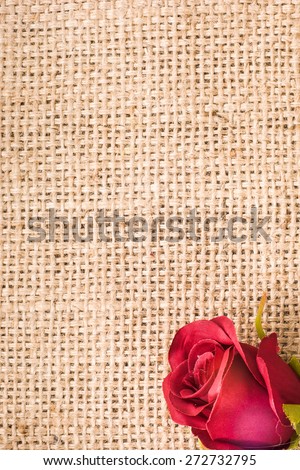 Romantic red rose isolated on jute background, floral backgrounds, wedding invitation, greetings card, anniversary card