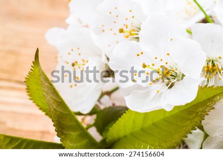 Macro of fruit blossoms on wood background for mothers day card, invitation cards, wedding invitation and greetings card, floral backgrounds