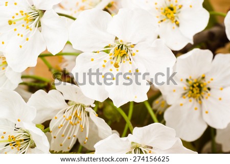 Macro of fruit blossoms, floral backgrounds for mothers day, wedding invitation and greetings cards