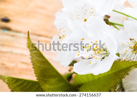 Macro of fruit blossoms on wood background for mothers day card, invitation cards, wedding invitation and greetings card, floral backgrounds