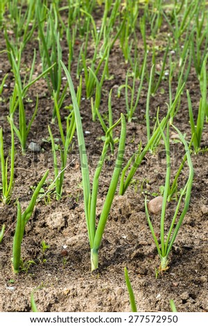 Chives sprouted in spring. Green onions on a bed planted in neat rows.