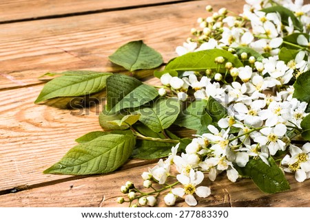 Bird cherry bunch with blossoms on vintage wood for flowers backgrounds, vintage backgrounds, greetings card or invitations card