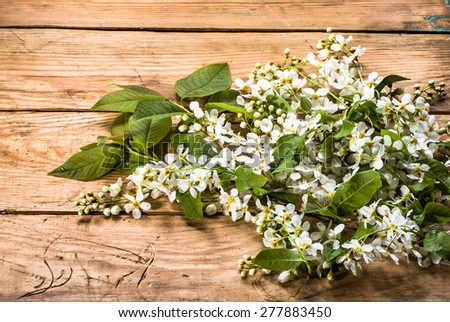 Bird cherry flowers on wood useful as floral backgrounds, vintage backgrounds, greetings card or invitations card