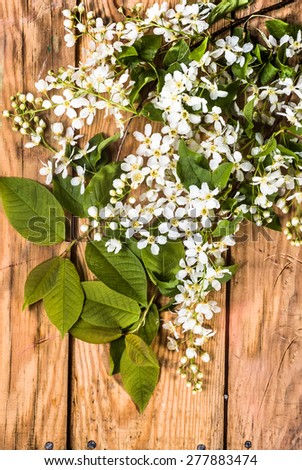 Bird cherry branch on old wood useful as flowers backgrounds, vintage backgrounds, greetings card or invitations card