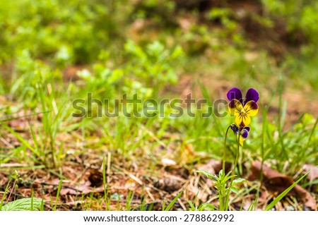 Viola tricolor blooming in the spring forest, nature backgrounds