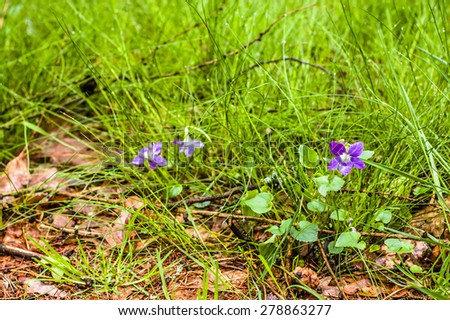 Viola canina blooming in wet spring forest grass, nature backgrounds