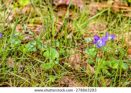 Violet blooming in wet forest undergrowth, nature backgrounds