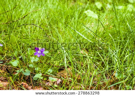 Violet blooming in wet forest grass, nature backgrounds