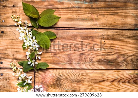 Bird cherry twig with flowers on old wood useful as flowers backgrounds, vintage backgrounds, greetings card or invitations card