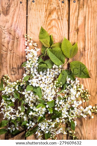 Blossoming bird cherry branch on aged wood useful as flowers backgrounds, vintage backgrounds, greetings card or invitations card