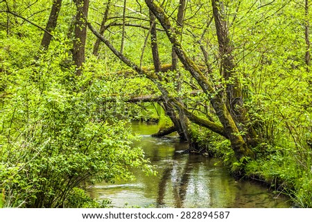 Forest by the river at spring, springtime landscape with fresh young leaves on tree branches, river among trees, nature backgrounds in may or june