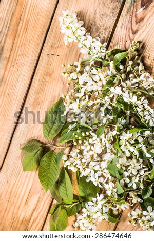 Bird cherry blossom on aged wood useful as flowers backgrounds, vintage backgrounds, greetings card or invitations card