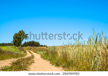Dirt road among fields. Landscape of fields of grain under blue sky, sunny day. Agriculture landscape.