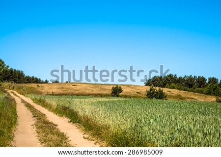 Dirt road among fields. Landscape of fields of grain under blue sky, sunny day. Agriculture landscape.