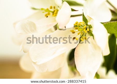 Macro of apple flower on wood background. Image for mothers day card, invitation cards, wedding invitation and greetings card, floral backgrounds