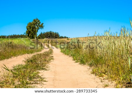 Dirt road among fields. Landscape of fields of grain under blue sky, sunny day.  Idyllic rural landscape and agriculture in the summer holiday.