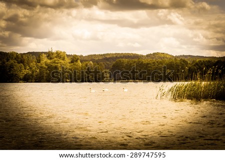 Vintage photo of beautiful lake with swans in the summer. Vacation and holiday time, nature composition, background or postcard, vintage effect and vignette.