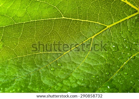 Macro of leaf structure. Drops of rain on the surface. Nature background or wallpaper.