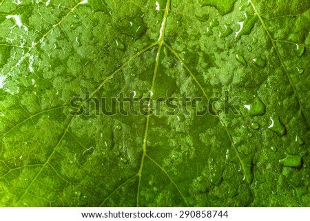 Macro of leaf structure. Drops of rain on the surface. Nature background or wallpaper.