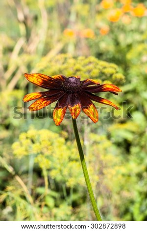 Rudbeckia or Black Eyed Susan flower in the summer garden. Summer flowers background. Selective focus on single flower.