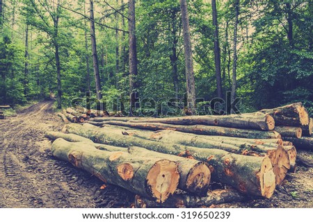 Pile of wood in the forest by the road, vintage photo.