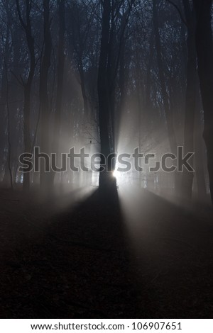 Sun beams in fogy and scary forest