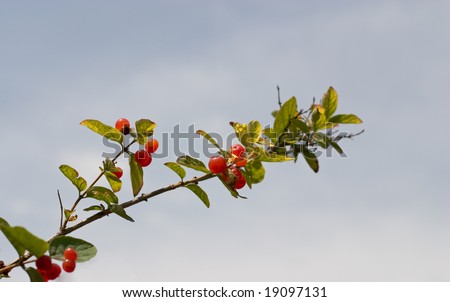 Branch with little red Rose Hips and sky in background