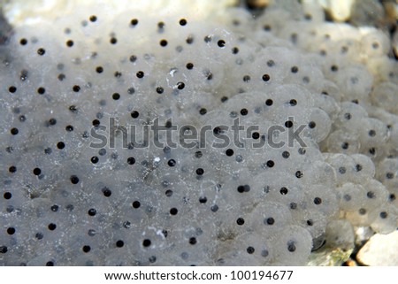 The frog spawn clumps in the gravel