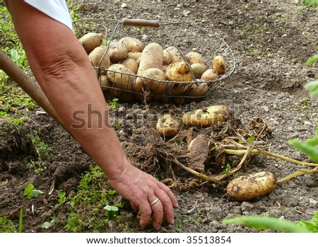 potatoes harvesting