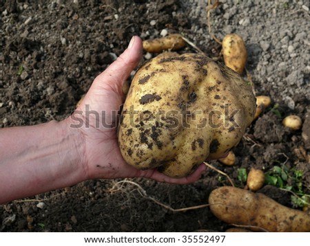 excavate crop of potatoes, harvesting