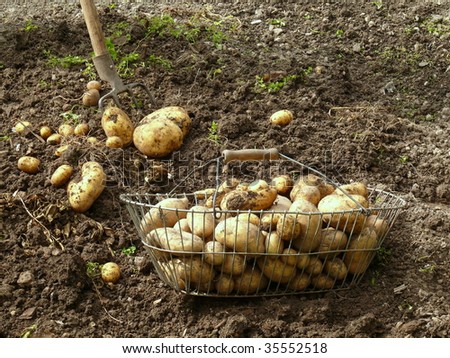 excavate crop of potatoes, harvesting