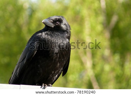 the raven bird