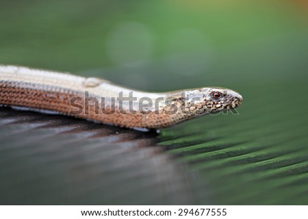 head part of a slow-worm, who eyes round pupils and movable eyelids
