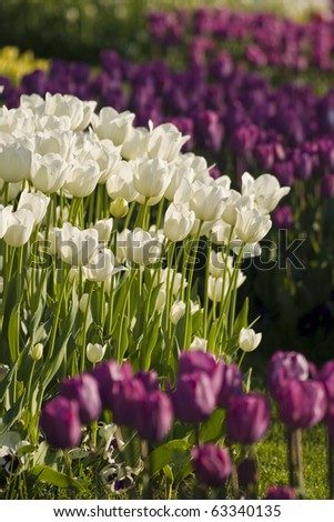 White and purple tulips in the gardens of the city Istanbul Turkey