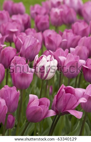 Purple tulips in the gardens of the city Istanbul Turkey