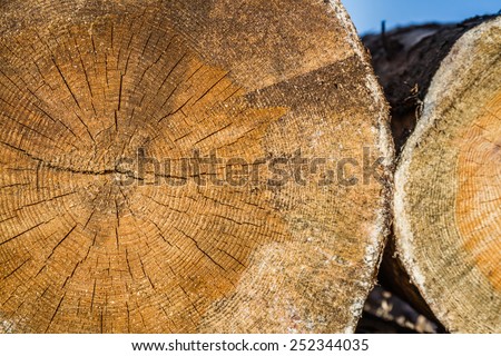 Dry woodpile of cut lumber ready for forestry industry