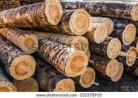 Dry woodpile of cut lumber ready for forestry industry