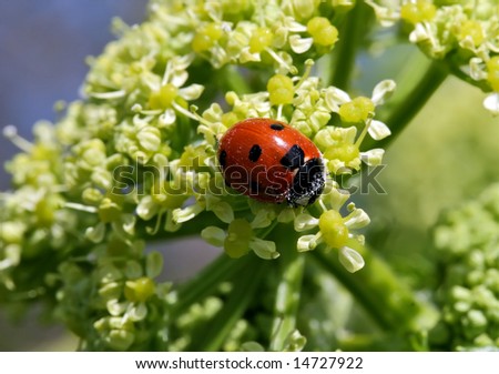 Ladybird on a plant head covered in white pollen