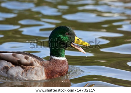 A male mallard drake with it's beak open quacking. On a calm lake.