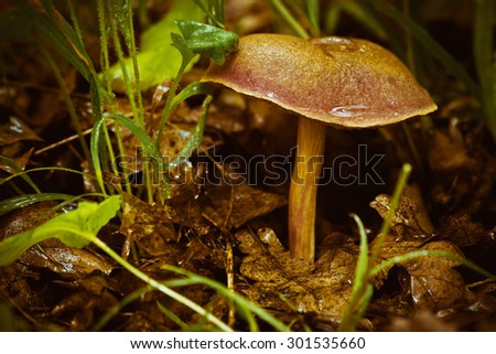Forest mushroom in the forest, among the grass and last year\'s leaves