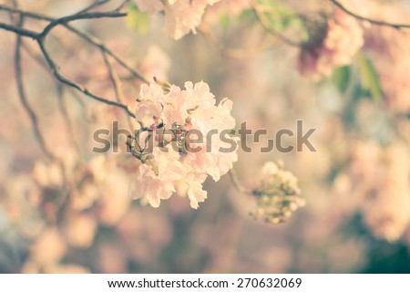 soft focused of pink flowers on summer season backgrounds, soft focused ,concept,blurred concept