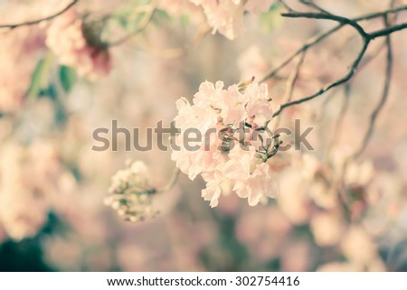 soft focused of pink flowers on summer season backgrounds, soft focused ,concept,blurred concept.vintage styles.