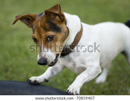 jack russell cake topper