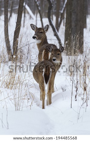 Fawn following Its mother through snow-covered forest.