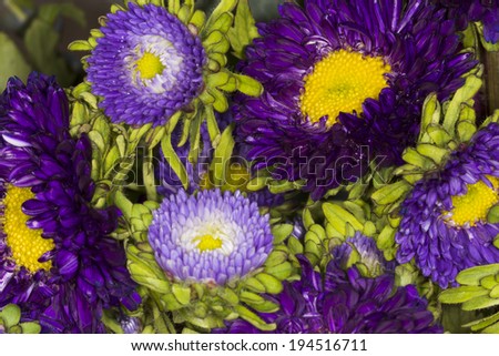 Arrangement of purple chrysanthemum