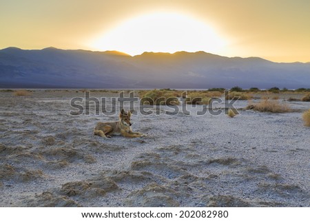 Coyote settling in while the sun is setting behind the mountains. Location - Death Valley National Park
