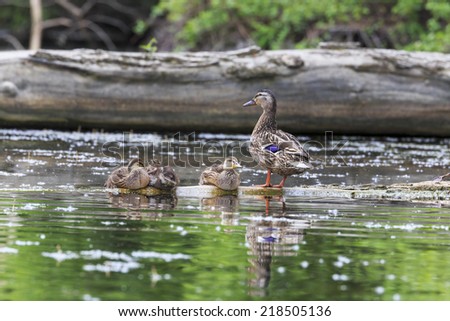 Three ducklings resting under the mother's watchful eye